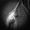 blackswan1111